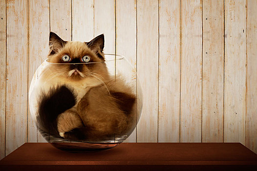 可爱,波斯猫,室内,玻璃碗