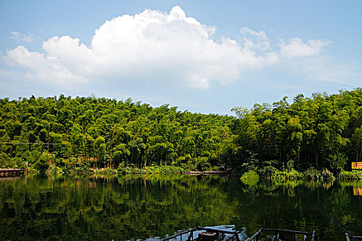 竹林竹海竹子和干净的湖,漂亮的风景