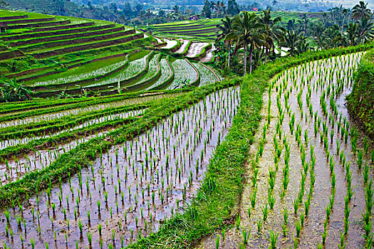 稻米梯田,巴厘岛,印度尼西亚,大幅,尺寸