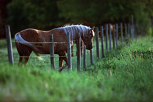 马,草场,艾伯塔省,加拿大