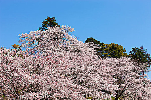 樱花,古老,城堡,兵库,日本