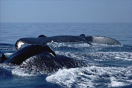 驼背鲸,大翅鲸属,鲸鱼,尾部,三个,鲸,夏威夷