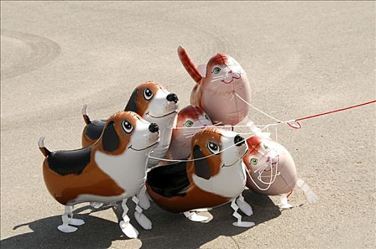 气球,狗,节庆,2009年,斯图加特,巴登符腾堡,德国,欧洲