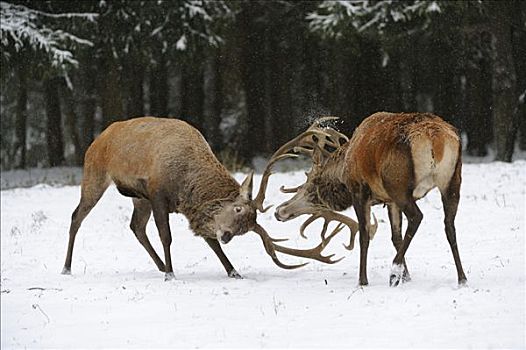 赤鹿,鹿属,鹿,争斗,冬天