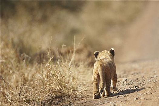 小,狮子,幼仔,后视图,克鲁格国家公园,南非