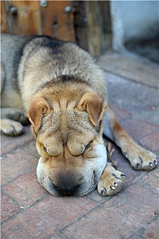 沙皮犬