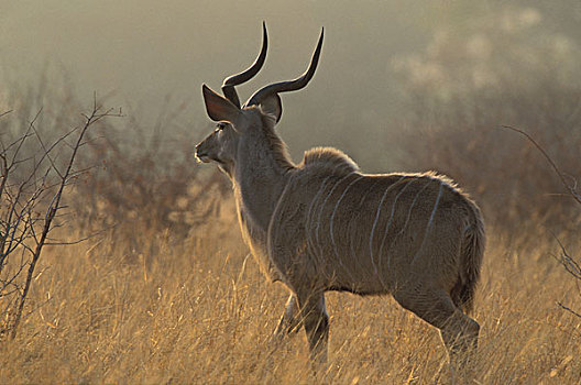 捻角羚,大捻角羚,晨雾,克鲁格国家公园,南非,非洲