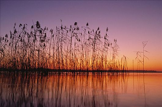 芦苇,剪影,日落,湿地,荷兰