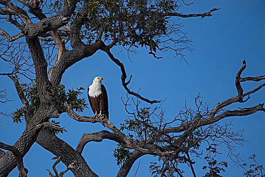 鱼,鹰,海雕属,栖息,树上,乔贝国家公园,博茨瓦纳,非洲