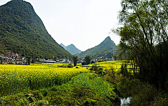 油菜花