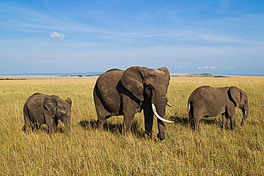 非洲,灌木,大象,非洲象,幼兽,马赛马拉国家保护区,肯尼亚