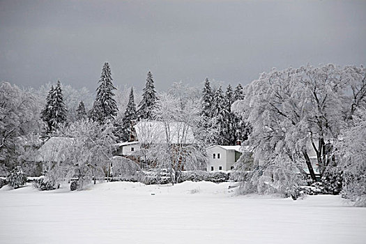 房子,树,冬天
