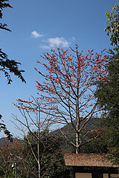 木棉花开,爱意会来