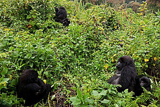 非洲,卢旺达,女性,幼小,山地大猩猩,大猩猩,多