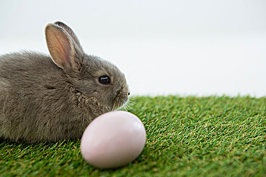 复活节彩蛋,复活节兔子,草丛,白色背景,背景