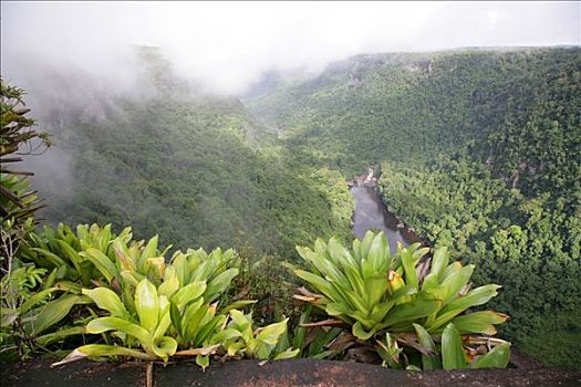 热带,雨,瀑布,国家公园,圭亚那,南美