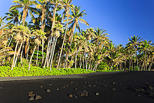 椰树,树,黑沙,海滩,夏威夷大岛,夏威夷
