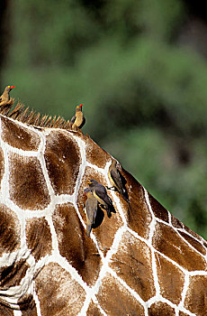 肯尼亚,牛椋鸟,红嘴牛椋鸟,挑选,网纹状,长颈鹿,背影
