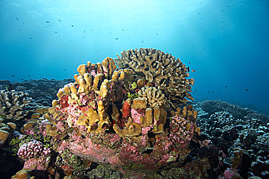 特写,珊瑚礁