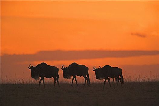 蓝角马,角马,走,日落,马赛马拉国家保护区,肯尼亚