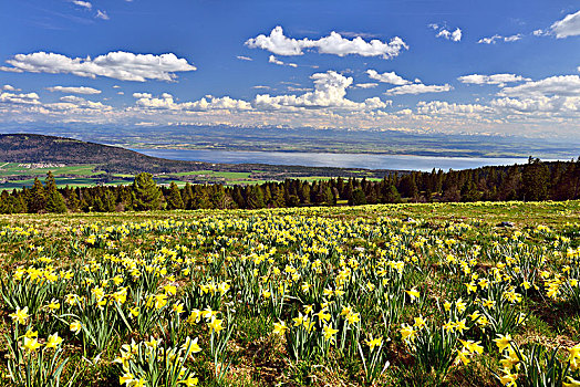 风景,瑞士,朱拉,草地,黄色,水仙花,俯视,湖,背影,阿尔卑斯山,欧洲
