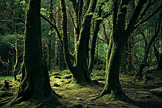 老,山毛榉树,基拉尼国家公园,爱尔兰