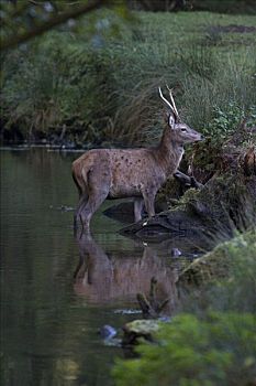 幼兽,赤鹿,溪流