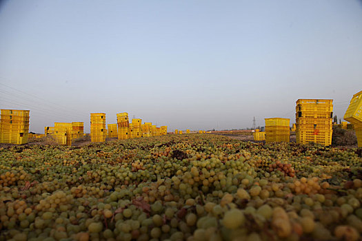 新疆哈密,九月丰收季,戈壁滩上晒葡萄