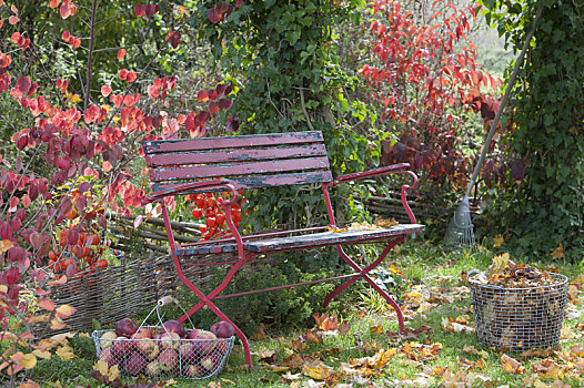 红色,长椅,秋天,花园,篮子,新鲜,苹果