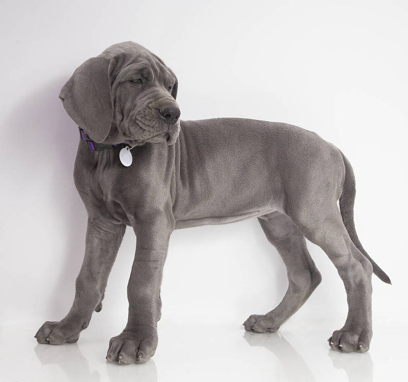 站立_大丹犬_灰色_小狗_白色背景_高清图片_全景视觉