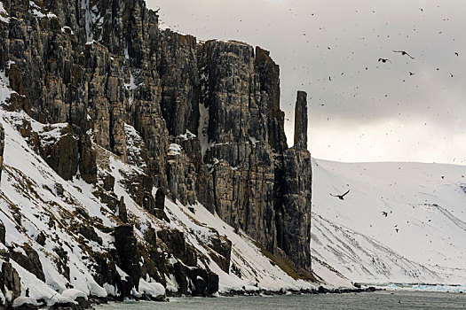 海雀,厚嘴海鸦,飞,沿岸,悬崖,斯匹次卑尔根岛,斯瓦尔巴特群岛,挪威