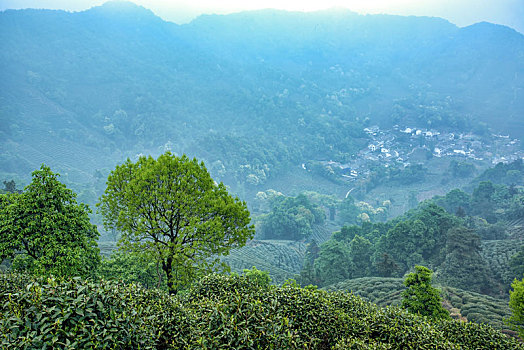 杭州,龙井茶