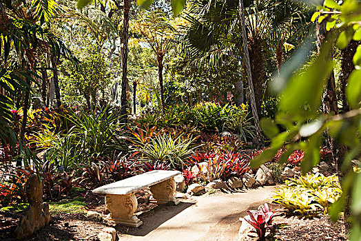 石头,长椅,棕榈树,异域风情,花园