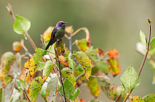 蜂鸟,哥伦比亚