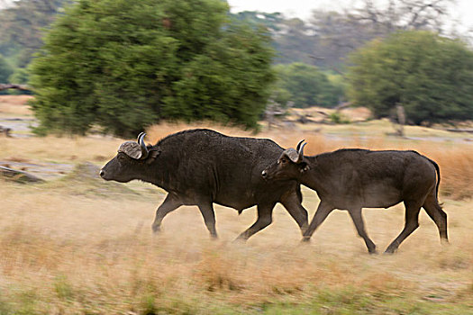两个,南非水牛,非洲水牛,跑,草地,奥卡万戈三角洲,博茨瓦纳