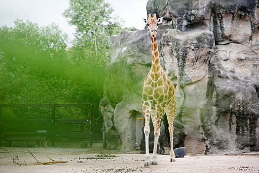 动物园的长颈鹿
