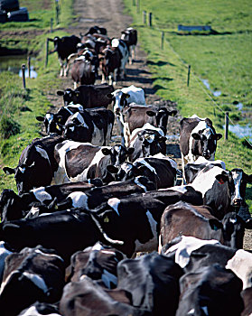 乳业,母牛,等待,挤奶,爱尔兰