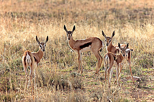 跳羚,幼小,群,斑马山国家公园,南非,非洲