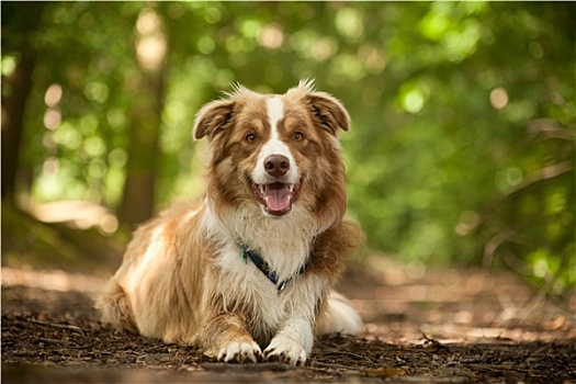 博德牧羊犬,地上