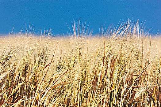 小麦,土地