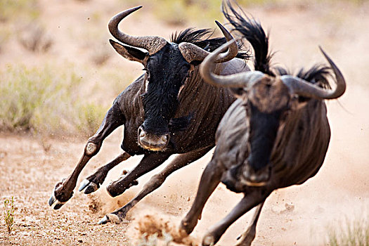 蓝角马,角马,追逐,对手,卡拉哈迪大羚羊国家公园,南非,次序