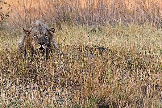 狮子,休息,草丛,奥卡万戈三角洲,博茨瓦纳,非洲
