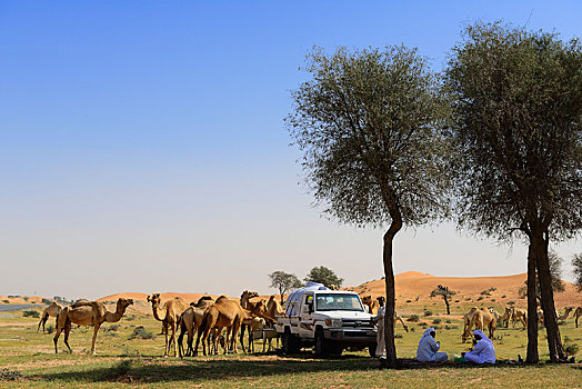 骆驼,牧群,阿联酋,亚洲