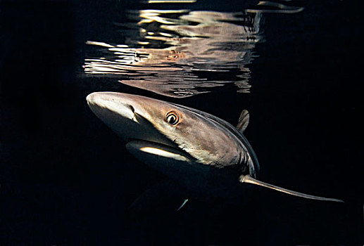灰礁鲨,黑尾真鲨,夜晚,靠近,父亲,礁石,巴布亚新几内亚,水下