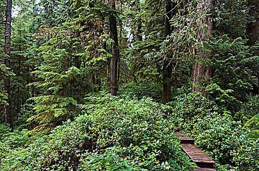 雨林,小路,环太平洋国家公园,温哥华岛,不列颠哥伦比亚省,加拿大