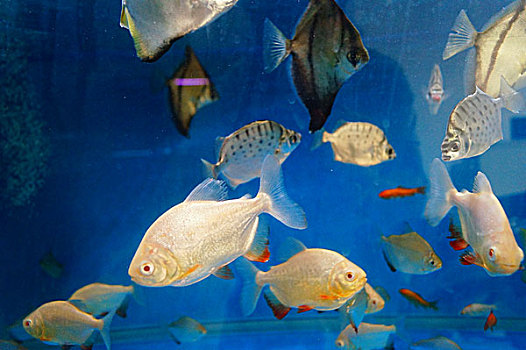 鲳鱼在水族馆里游动