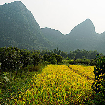 阳朔,桂林,广西,中国