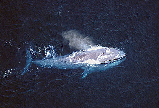 蓝鲸,小须鲸,平面,南澳大利亚州