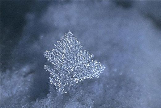 雪晶,特写,寒冷