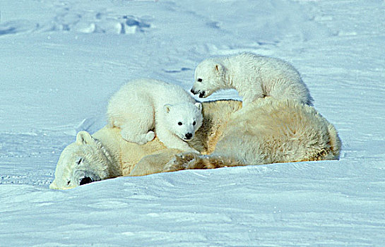 老,北极熊,幼兽,玩,背影